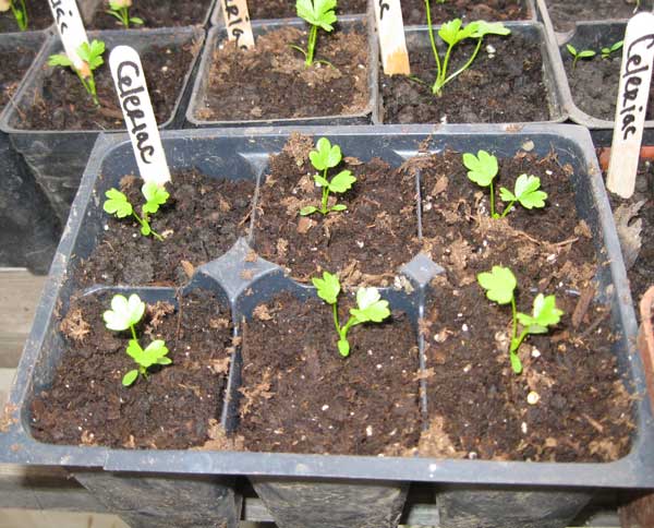 start celery seedlings